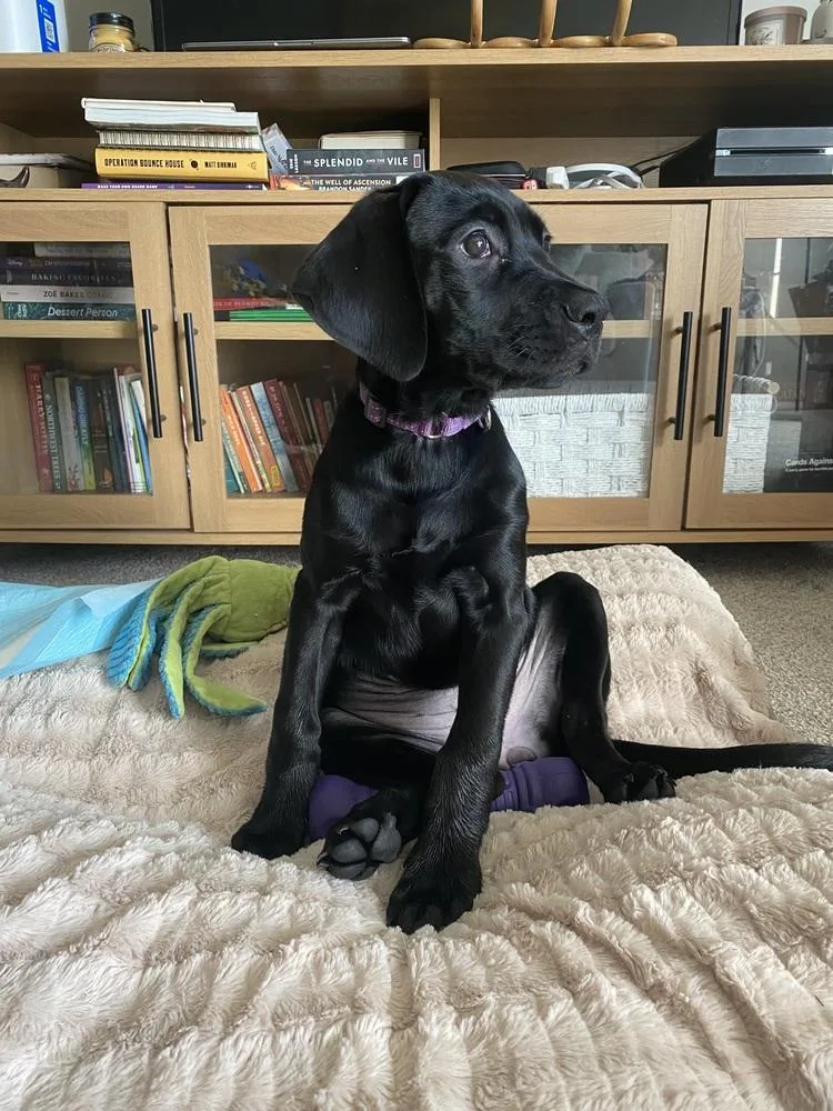 A baby large-sized female Black Labrador Retriever dog named Sadie Pearl for adoption in Lansing, MI