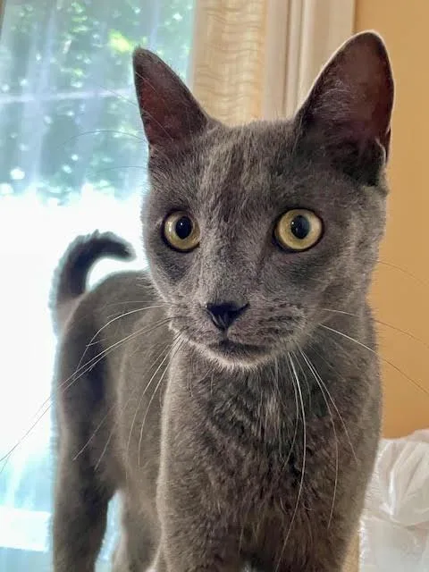 A young medium-sized male Gray / Blue / Silver Russian Blue cat named Rio is REMARKABLE for adoption in Bedford Hills, NY