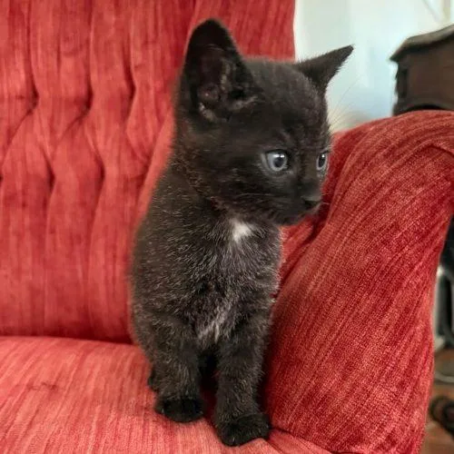 A baby small-sized male Black Domestic Short Hair cat named Binx C for adoption in Frankfort, KY