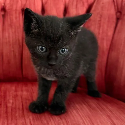 Binx  C thumbnail 2