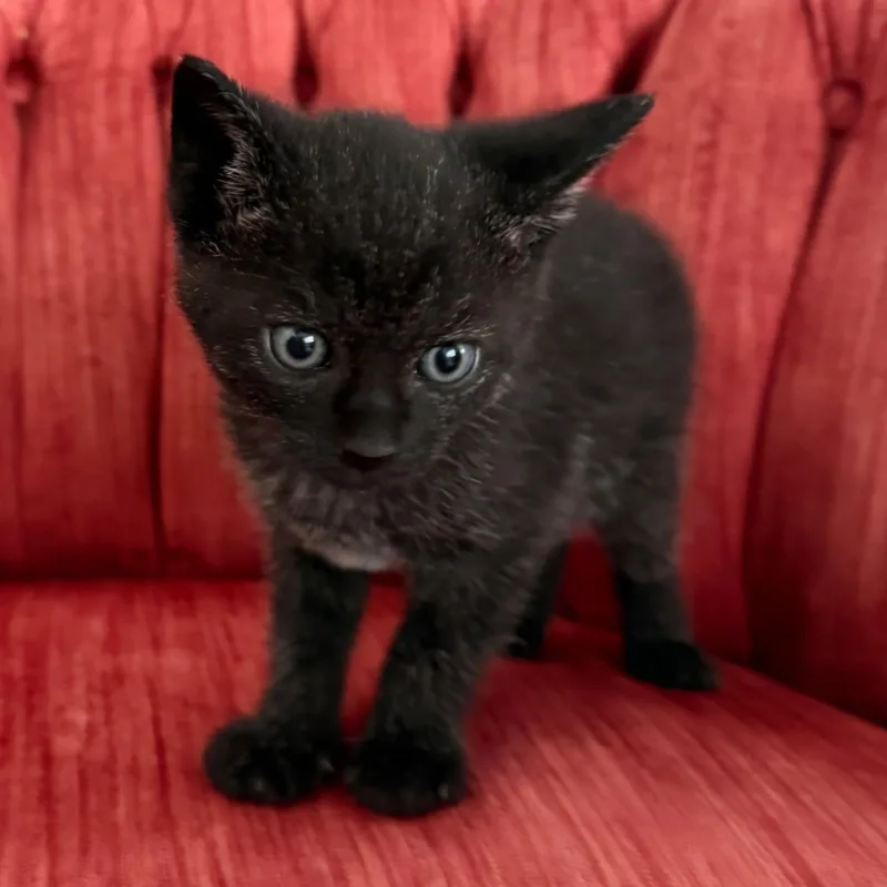 Binx  C thumbnail 3