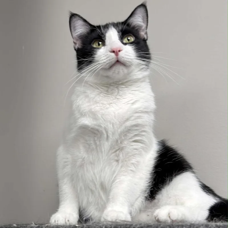 A young medium-sized female Black Domestic Short Hair cat named Skunk for adoption in Wichita, KS