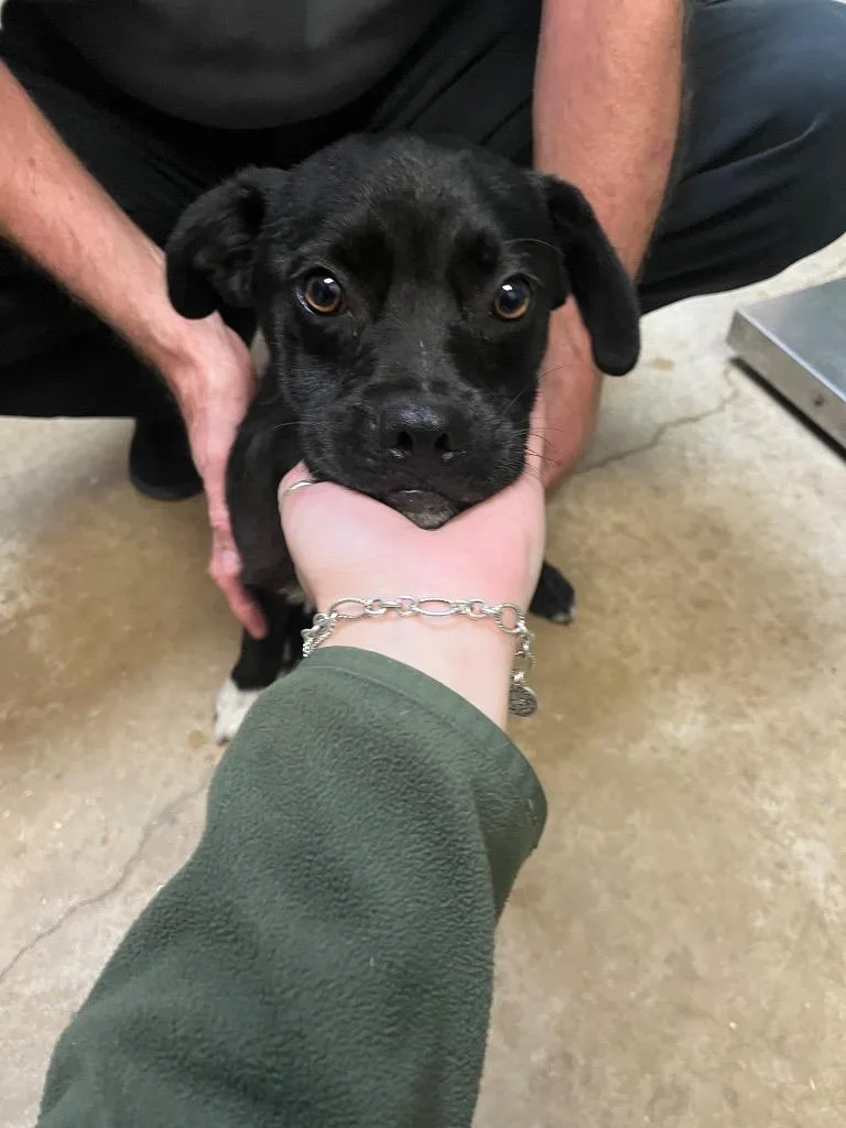 A baby small-sized male Terrier dog named Gerardo for adoption in New Braunfels, TX
