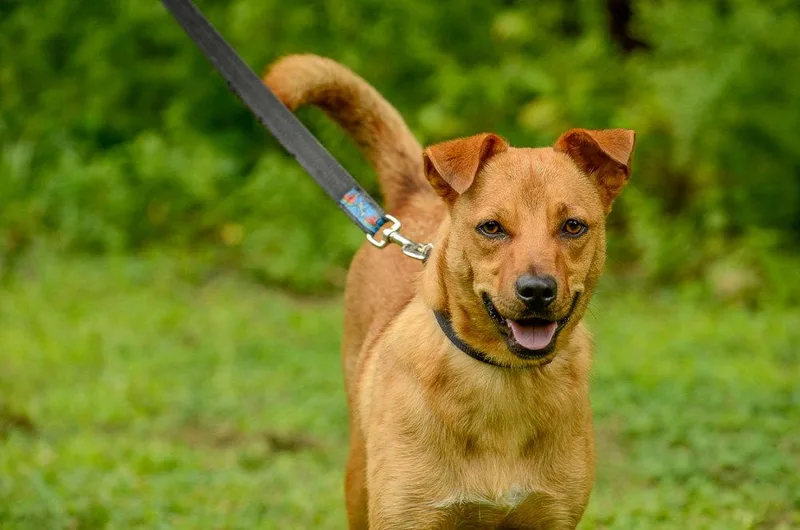 A young medium-sized male Hound dog named Troop for adoption in Brick, NJ