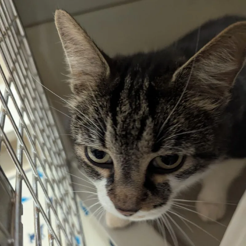 An adult medium-sized female Brown / Chocolate Domestic Short Hair cat named Scottie for adoption in Lynchburg, VA