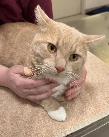 A young medium-sized male Domestic Short Hair cat named Griffey for adoption in Fishers, IN