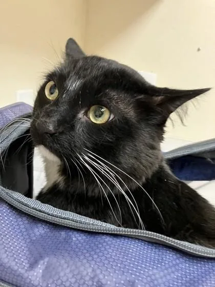 A young small-sized male Domestic Short Hair cat named Festival for adoption in Longmont, CO