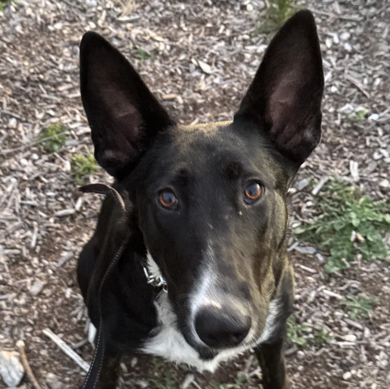 Sansa Stark thumbnail 2