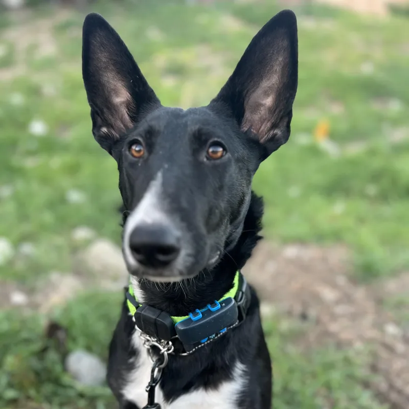 A young medium-sized female Black Bull Terrier dog named Sansa Stark for adoption in Whittier, CA