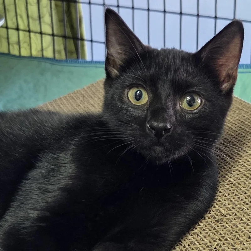 A baby medium-sized male Domestic Short Hair cat named Max for adoption in Allyn, WA