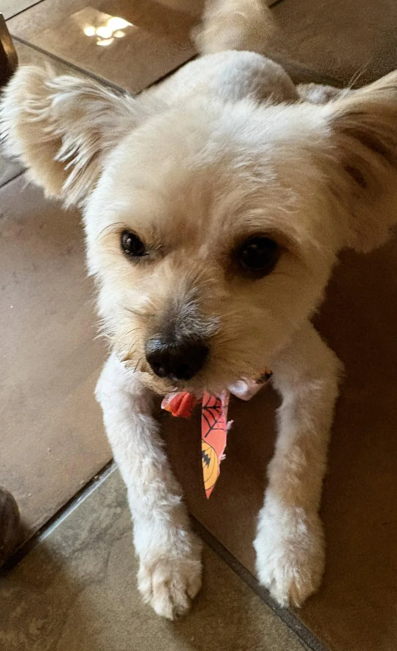 An adult small-sized male Maltese dog named Ricky for adoption in San Jose, CA