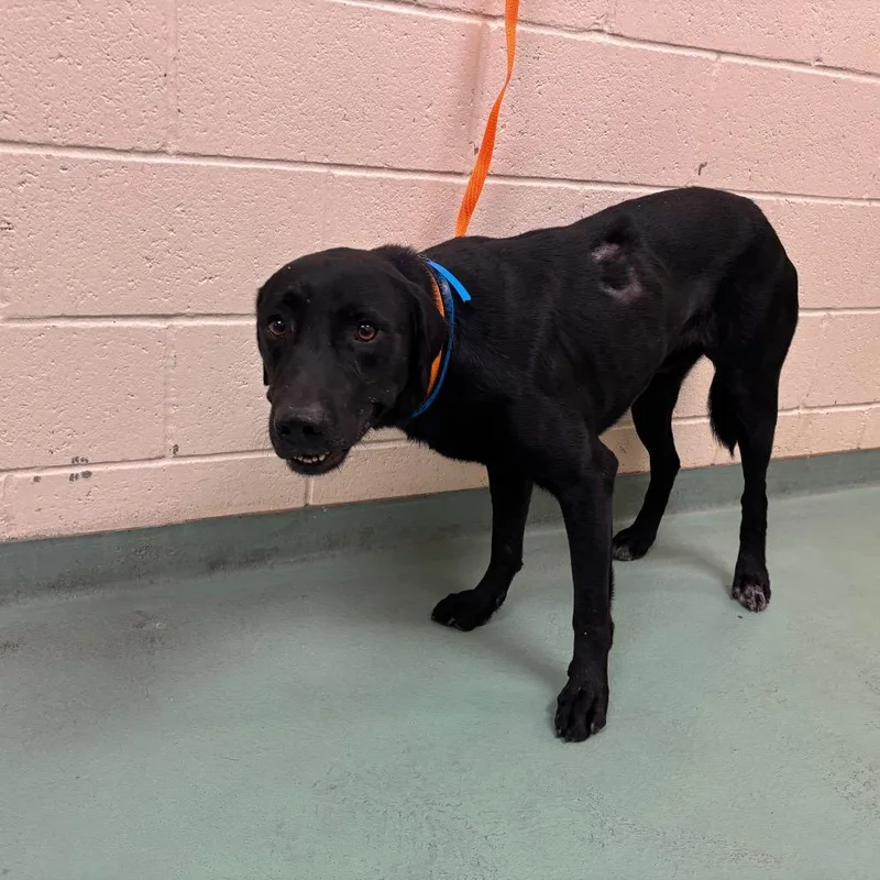 An adult large-sized male Mixed Breed dog named Fred for adoption in Memphis, TN