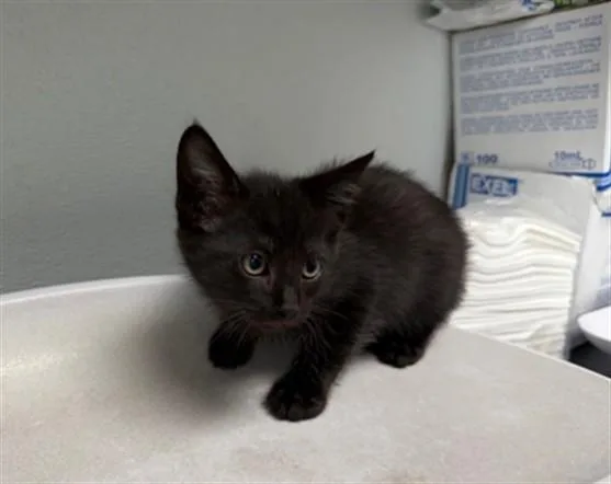 A baby small-sized male Domestic Short Hair cat named Hancock for adoption in Antioch, CA