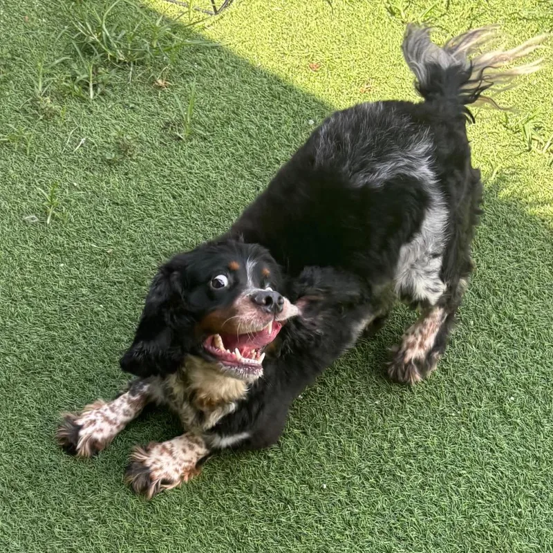 An adult medium-sized male Black English Cocker Spaniel dog named Auburn for adoption in LOXAHATCHEE, FL