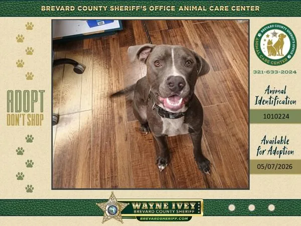 A young medium-sized male Mixed Breed dog named S'more for adoption in Melbourne, FL