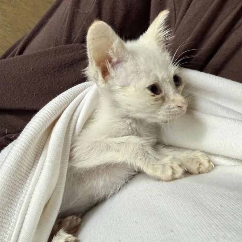 Polly thumbnail 2