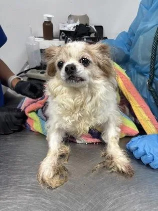 A senior small-sized female Cocker Spaniel dog named Margot for adoption in Cumming, GA