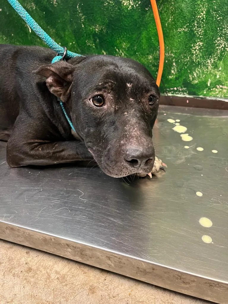 A young medium-sized female Pit Bull Terrier dog named Night for adoption in New Braunfels, TX