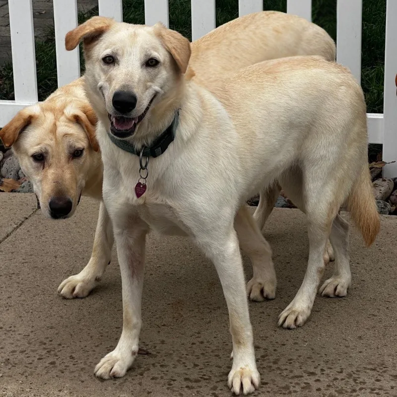 Bella Lab thumbnail 2