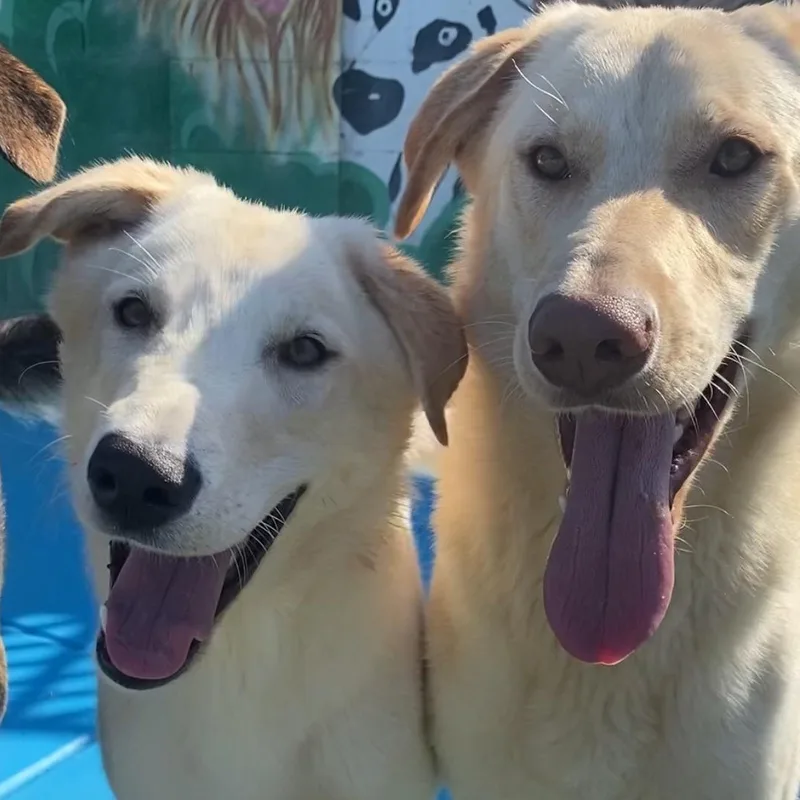 Bella Lab thumbnail 3