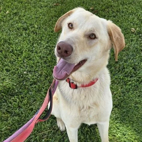 Bella Lab thumbnail 4