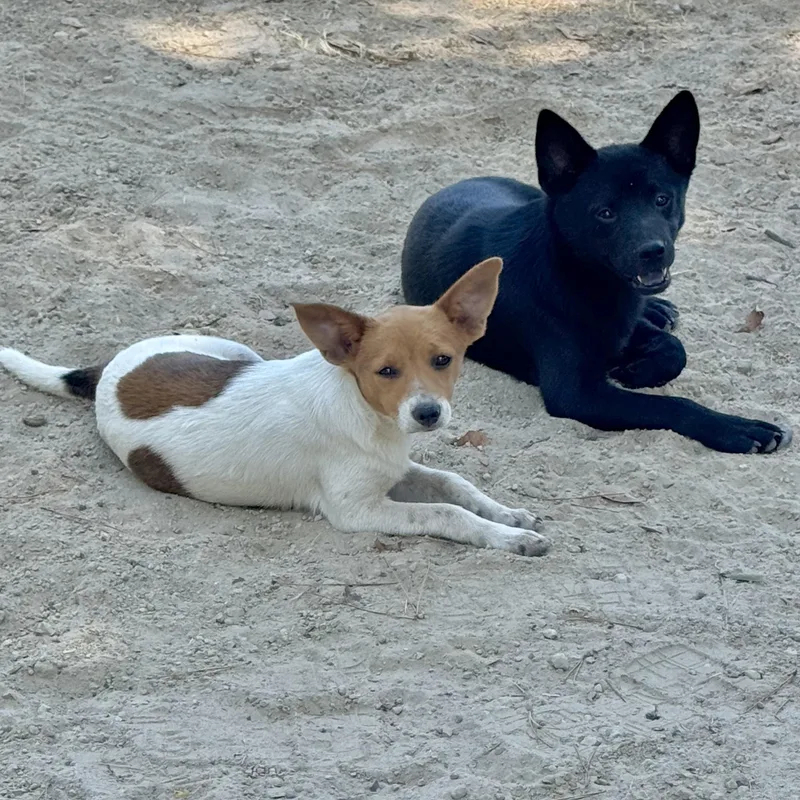 A baby small-sized female Terrier dog named Pippa for adoption in Longview, TX