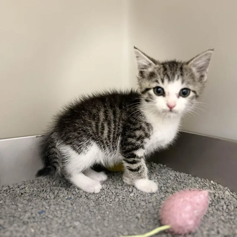A baby small-sized male White Domestic Short Hair cat named Bugs for adoption in Caryville, TN