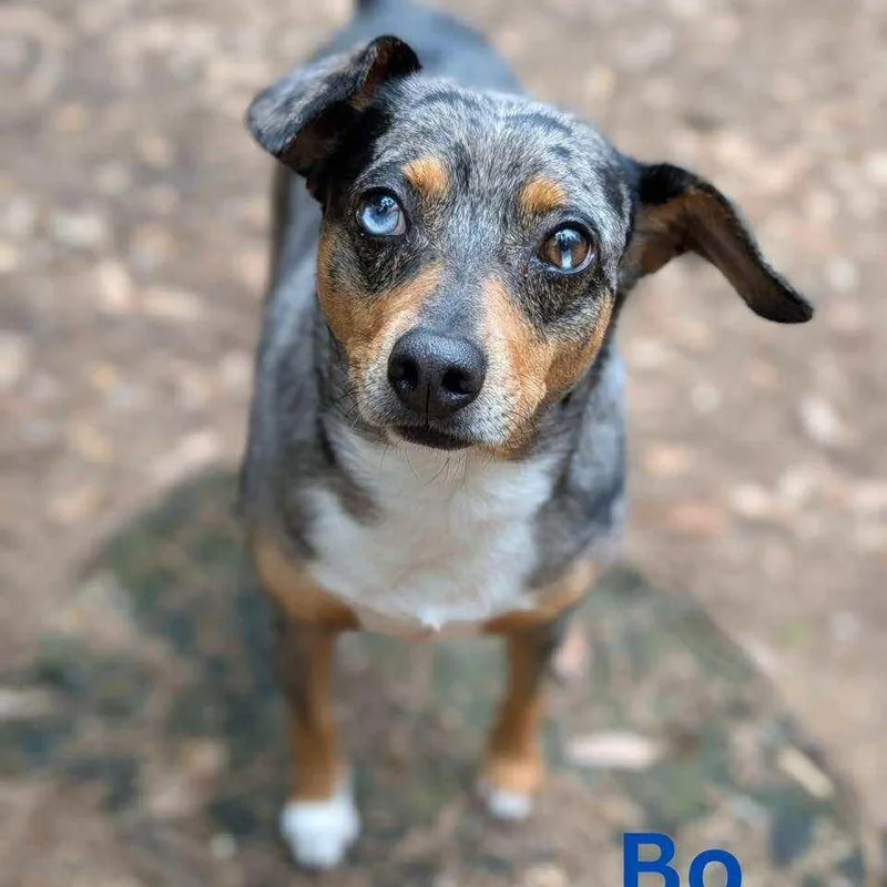 Bo