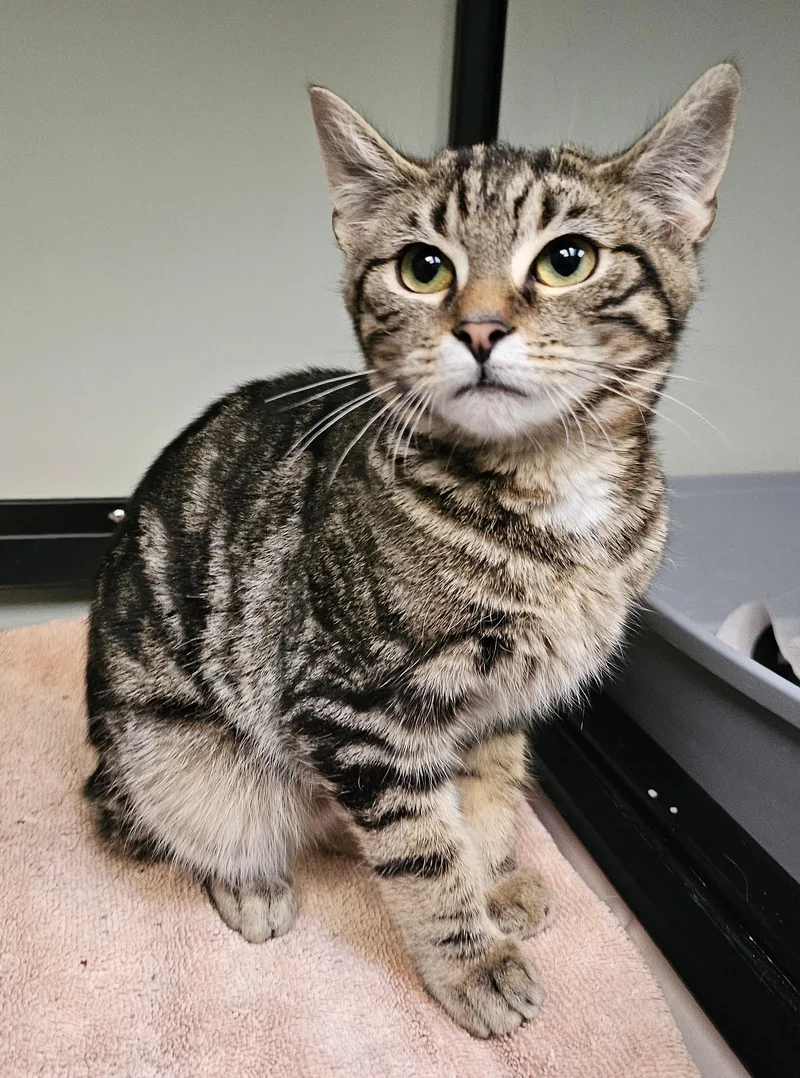A baby small-sized male Tabby (Brown / Chocolate) Domestic Short Hair cat named Bam Bam for adoption in Norwalk, CT