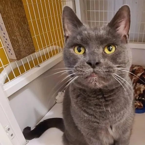 An adult large-sized male Gray / Blue / Silver Domestic Short Hair cat named Morgan for adoption in Albany, NY