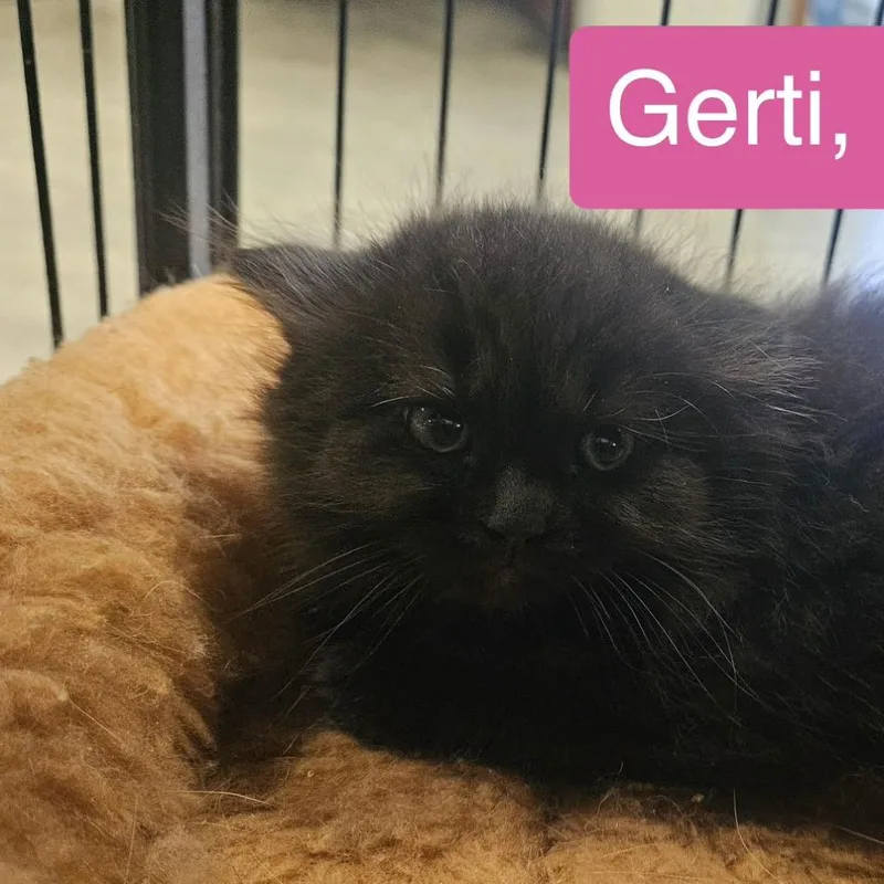 Gerti