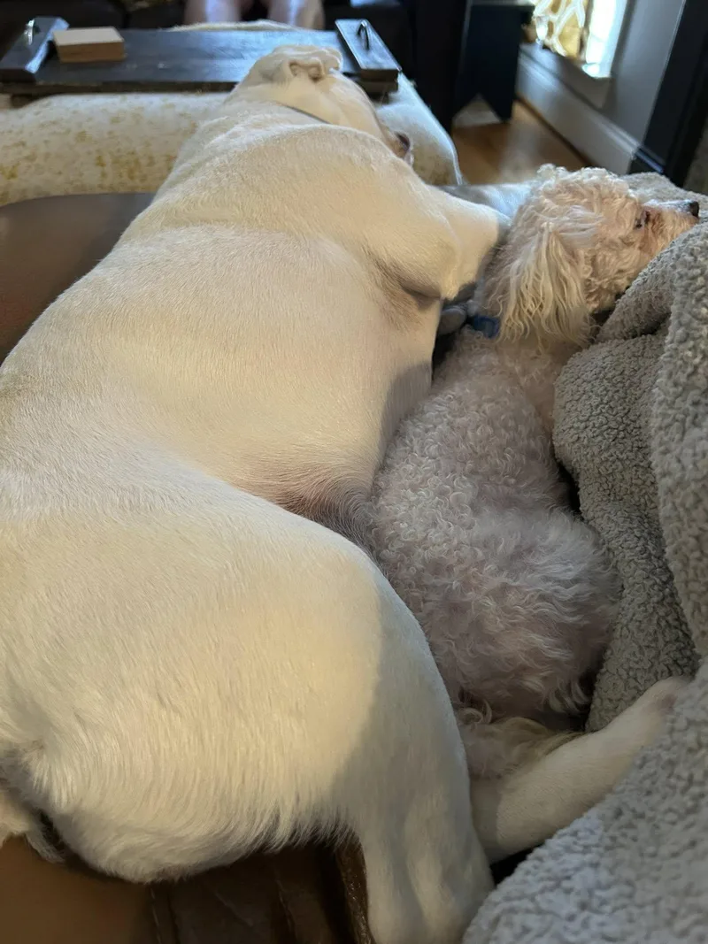 A young medium-sized male Poodle dog named Wesley for adoption in Greenville, SC