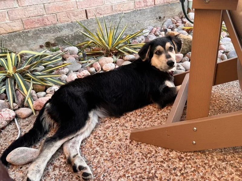A young medium-sized female Australian Shepherd dog named Bunny for adoption in Southlake, TX