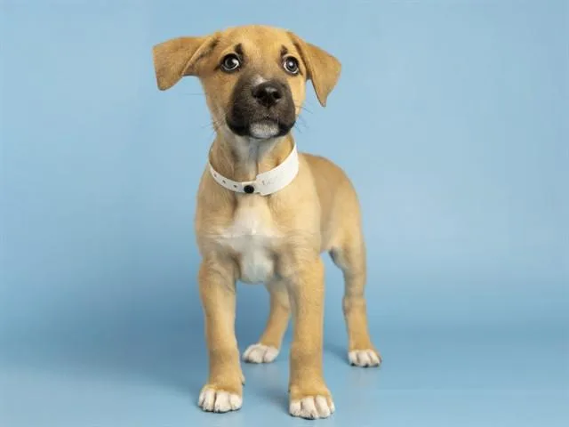 A baby small-sized female Pit Bull Terrier dog named Daisy for adoption in Phoenix, AZ