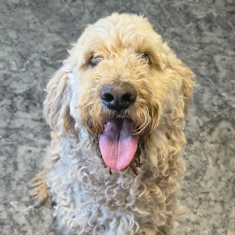 An adult large-sized female White / Cream Standard Poodle dog named Vienna for adoption in Othello, WA