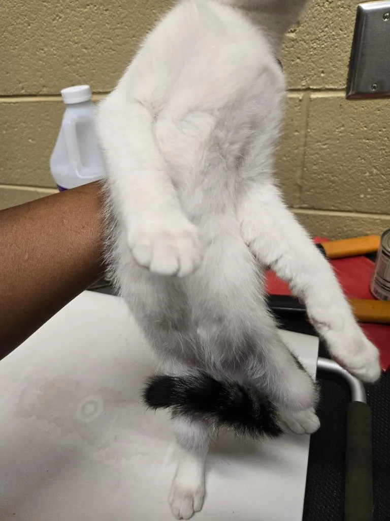 A baby small-sized male Domestic Short Hair cat named Bread Basket for adoption in Douglasville, GA