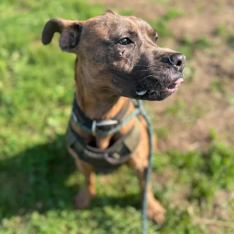 An adult medium-sized male Brindle Mixed Breed dog named Ezekiel for adoption in Huntington, WV