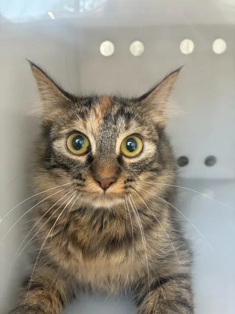 A young small-sized female Domestic Medium Hair cat named Church for adoption in Rancho Cucamonga, CA