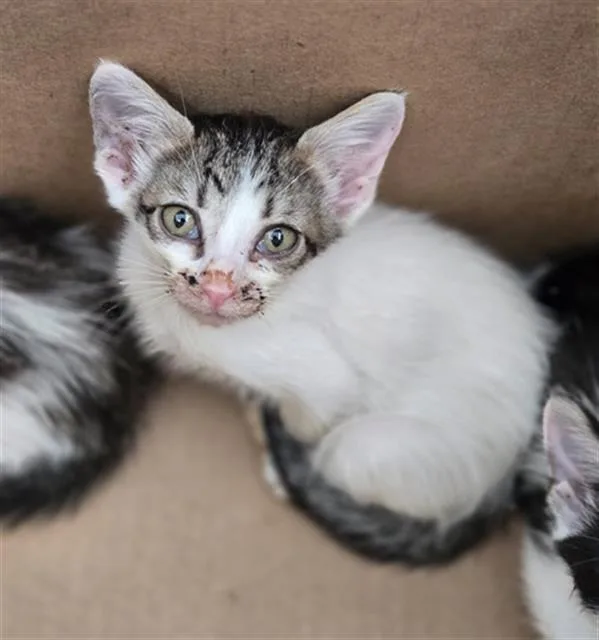 A baby medium-sized female Domestic Short Hair cat named Pearl for adoption in Dallas, TX