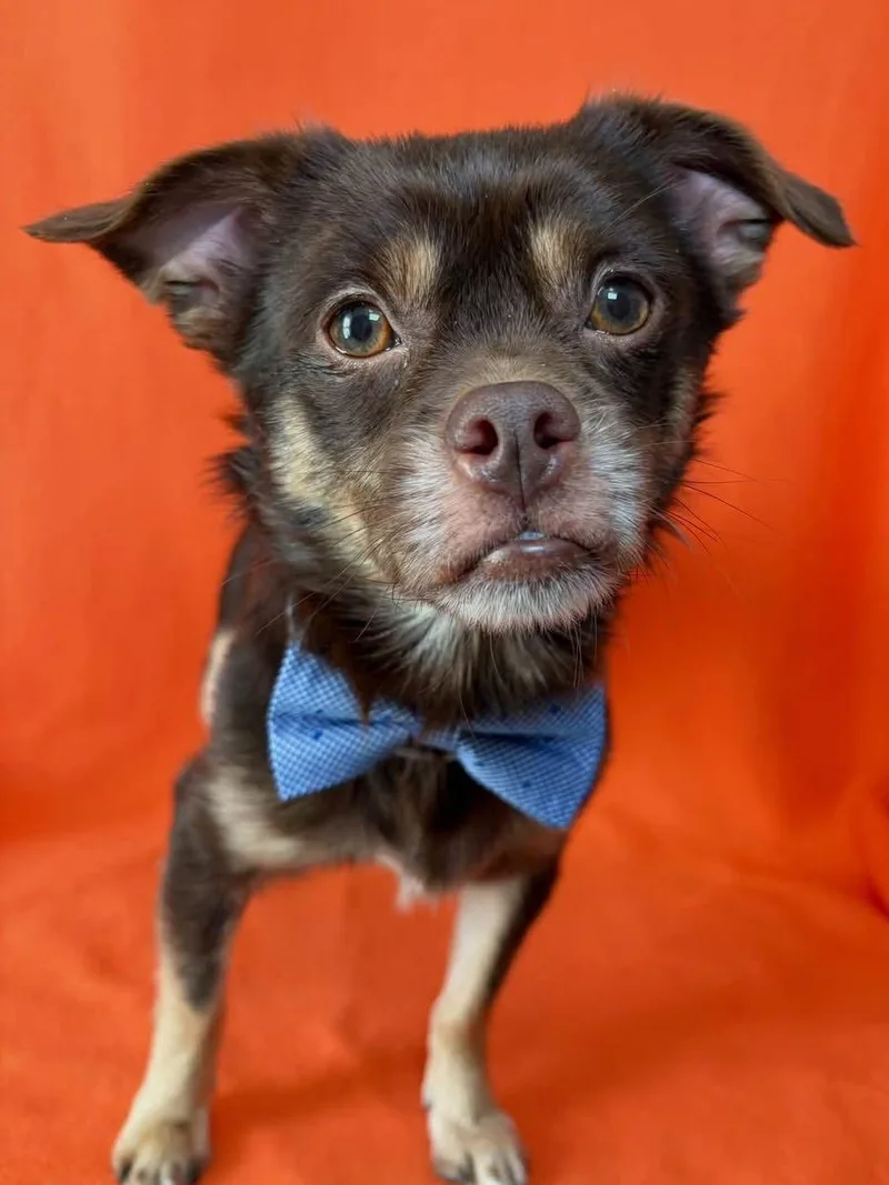 An adult small-sized male Chihuahua dog named Copper for adoption in Barnhart, MO
