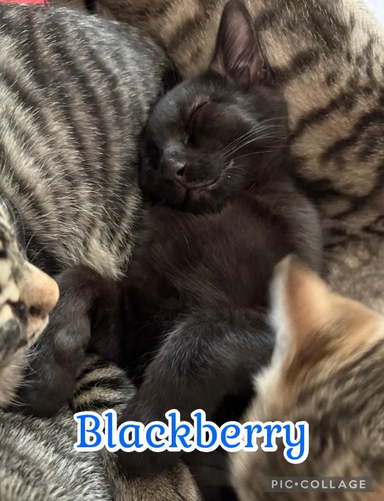 A baby small-sized male Domestic Short Hair cat named Blackberry for adoption in Fort Oglethorpe, GA