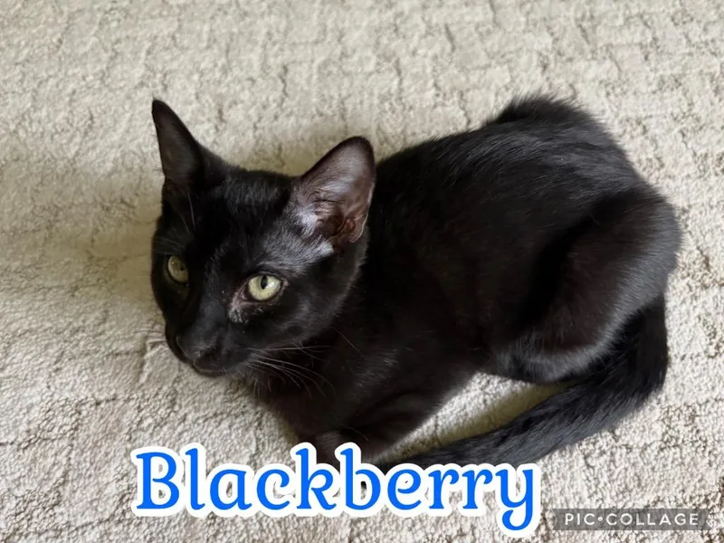 Blackberry thumbnail 2