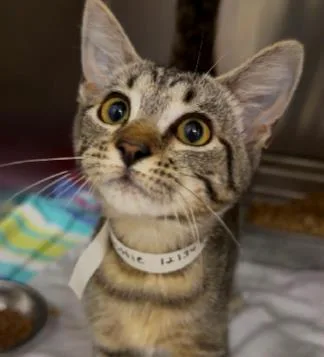 A baby medium-sized female Domestic Short Hair cat named Dottie for adoption in West Chester, PA