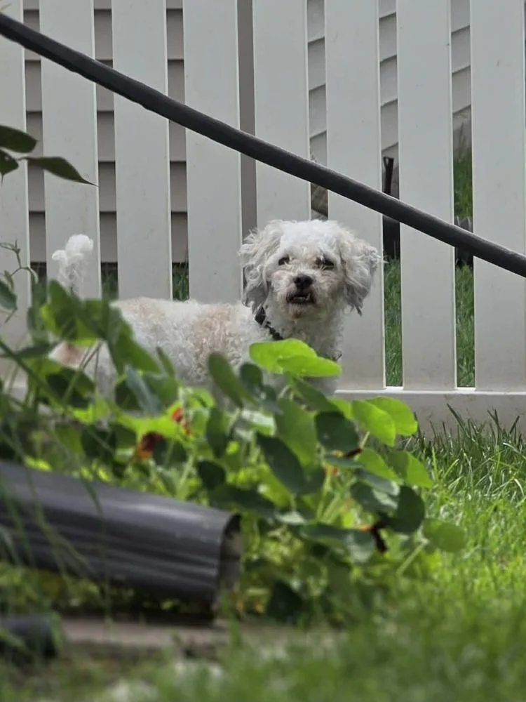 An adult small-sized female White / Cream Havanese dog named Lucy for adoption in Council Bluffs, IA