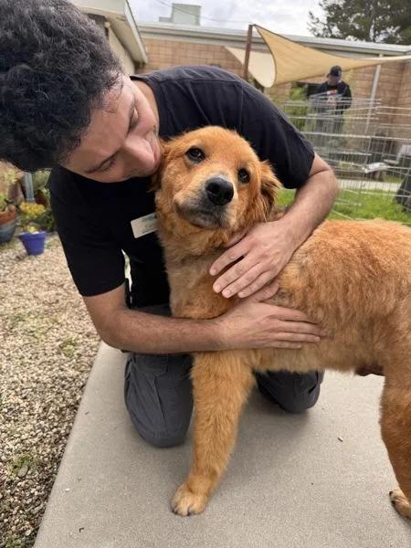 A senior large-sized male Shepherd dog named Oso for adoption in Escondido, CA