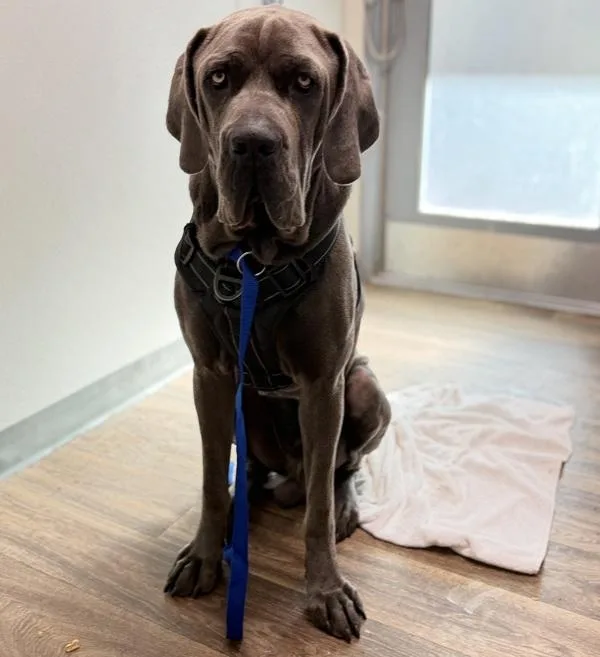 A young extra large-sized male Mastiff dog named Smalls for adoption in El Cajon, CA