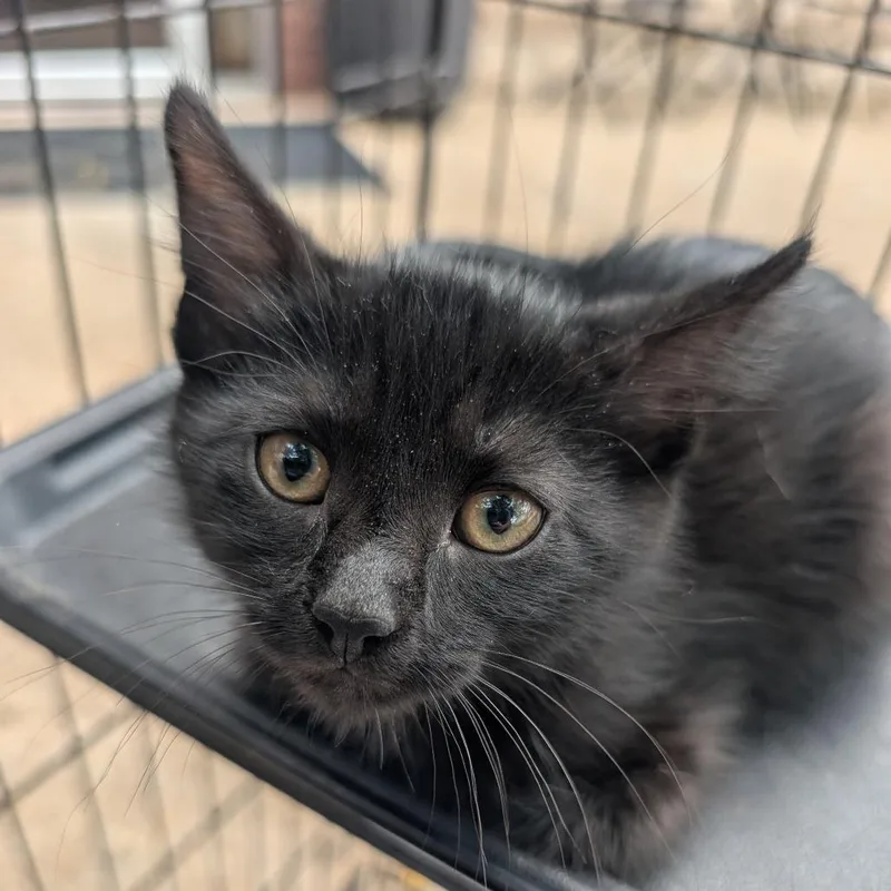 A baby small-sized male Black Domestic Medium Hair cat named Candy Jellybean for adoption in West Plains, MO