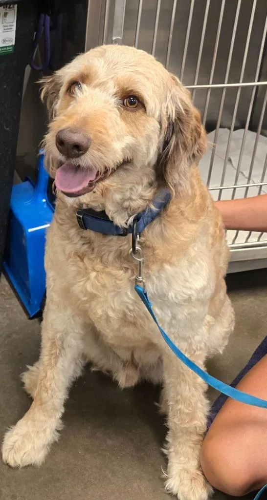 An adult large-sized male Australian Shepherd dog named Hunter for adoption in Murphysboro, IL