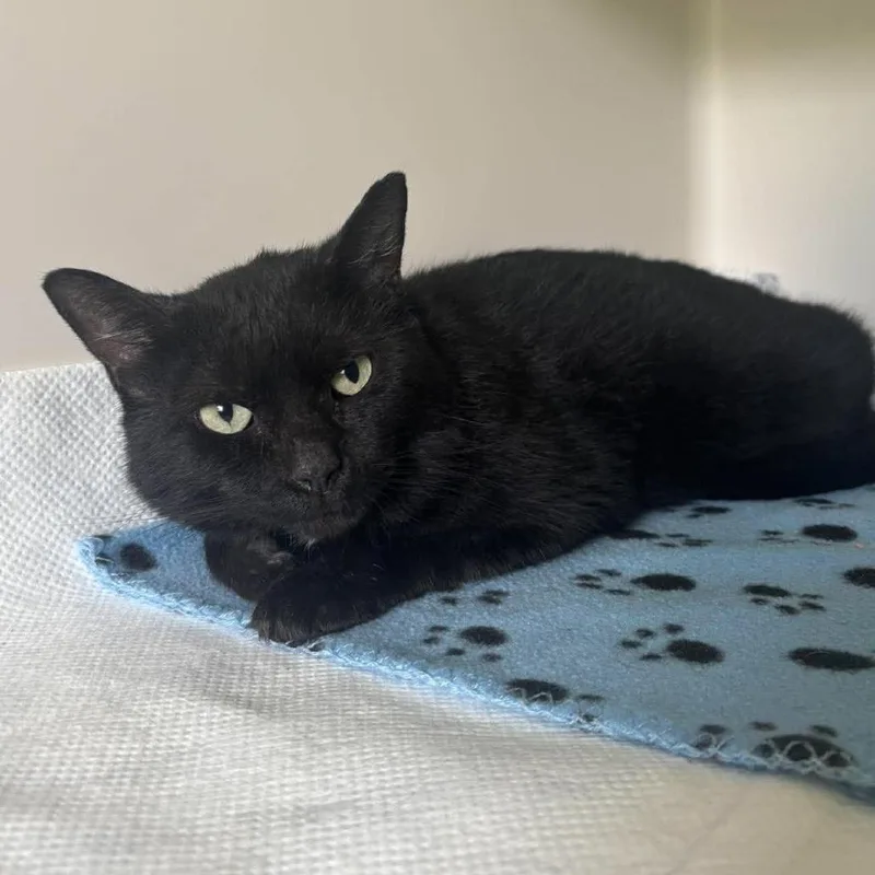 An adult medium-sized male Black Domestic Short Hair cat named Hank for adoption in Rocky Mount, VA