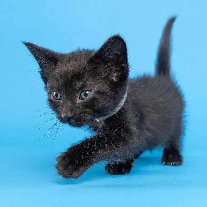 A baby small-sized female Black Domestic Short Hair cat named Shayne for adoption in Franklin, TN